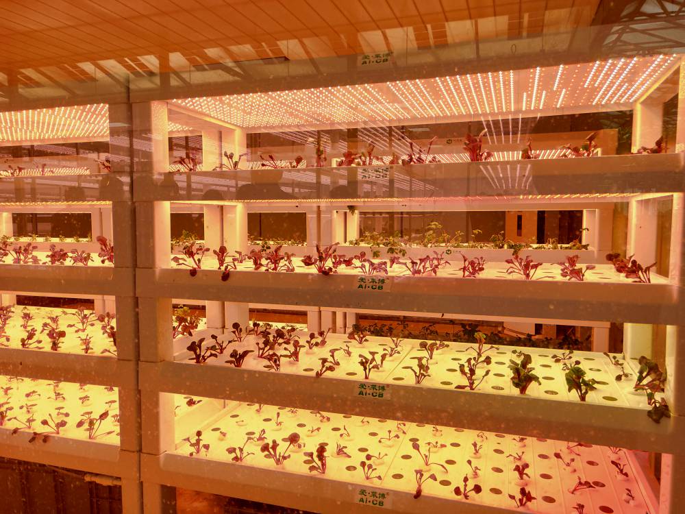無(wú)土栽培植物工廠.jpg