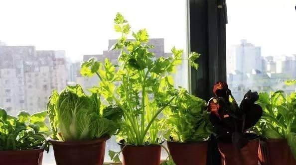 陽臺葉菜種植.jpg 陽臺葉菜種植.jpg