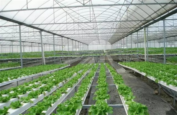 水培蔬菜 水培蔬菜