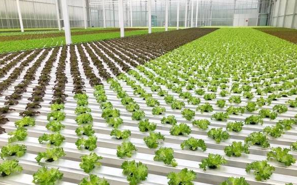 無土栽培.png 無土栽培.png