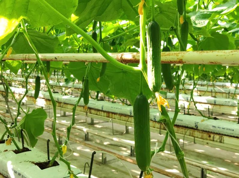 巖棉栽培黃瓜 巖棉栽培黃瓜
