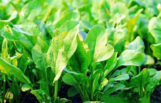 u=1751110740,3126211657&fm=173&app=25&f=JPEG.png u=1751110740,3126211657&fm=173&app=25&f=JPEG.png