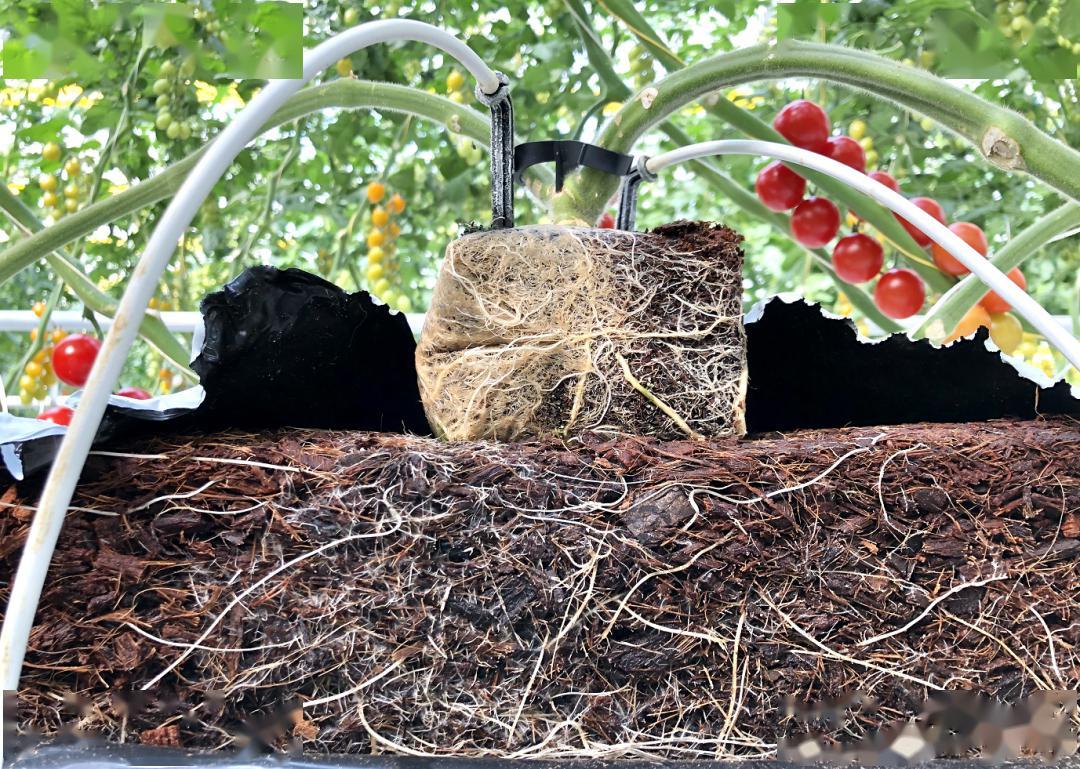 v2-3770c9d370625b013b6c34aa2e6072ee_1440w.jpg v2-3770c9d370625b013b6c34aa2e6072ee_1440w.jpg