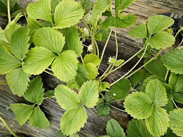 0bdadda83edd9de5f8922584d0abc7de.png 0bdadda83edd9de5f8922584d0abc7de.png