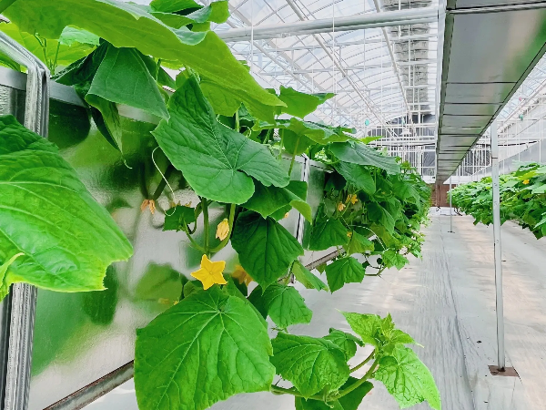 mmexport1743819313597 (1).png