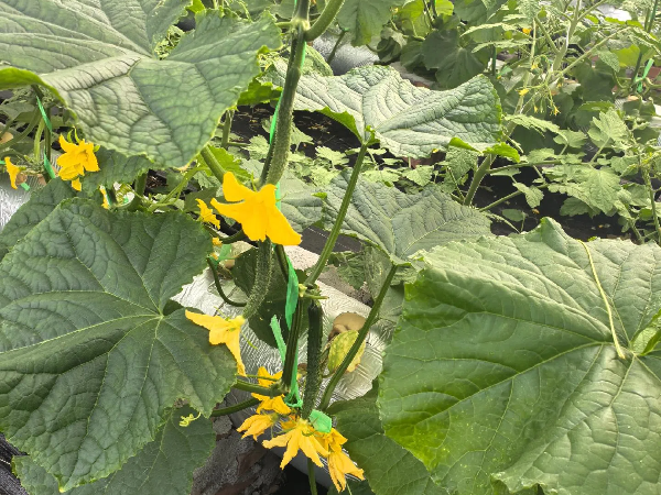 mmexport1743819723426 (1).png