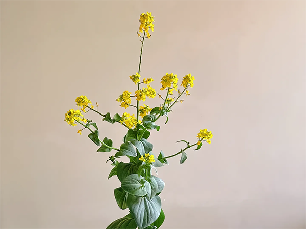 mmexport1745198884036.png mmexport1745198884036.png